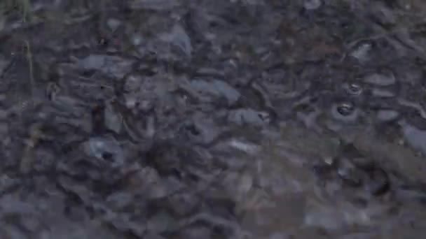 Regnet droppar droppande i en vattenpöl - slowmotion 4k — Stockvideo