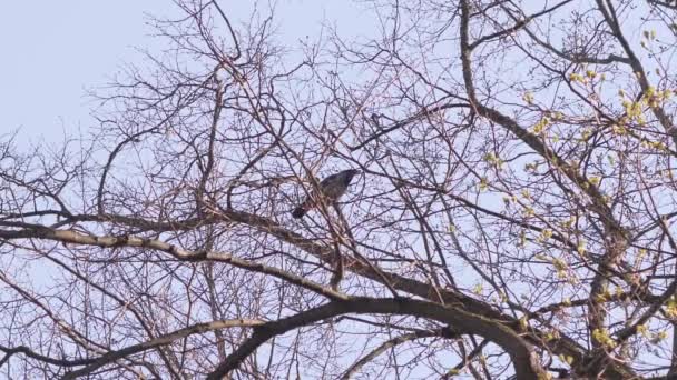 Cuervo sentado en un árbol y luego vuela en cámara lenta — Vídeo de stock