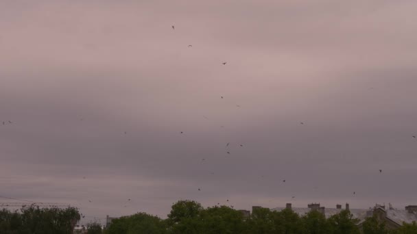 Gran bandada de aves. Una bandada de pájaros contra el cielo. Slowmo 4K — Vídeos de Stock