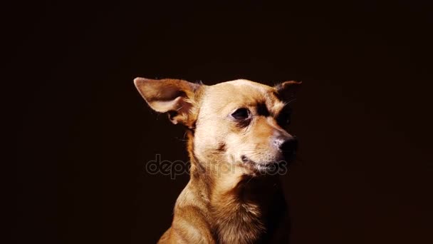 Ritratto di un piccolo terrier . — Video Stock