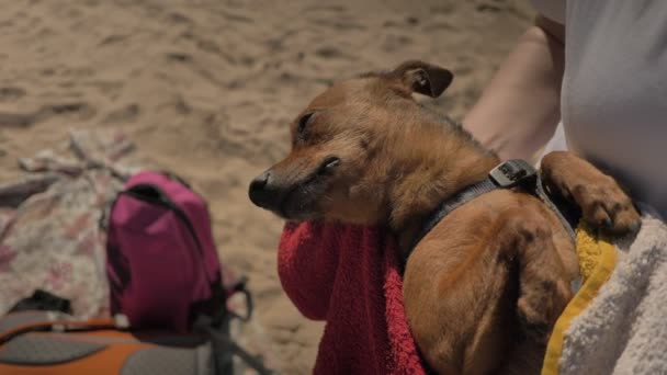 Seaside, küçük köpecik ile oynayan kız — Stok video