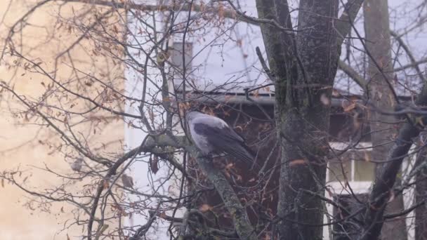 Corbeau sur un arbre 4K UHD 
