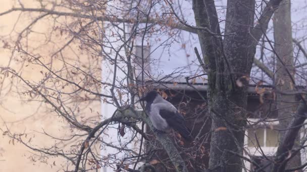 Corbeau sur un arbre 4K UHD — Video