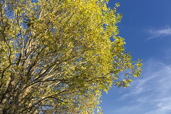 Árvore amarela e céu azul — Fotografia de Stock