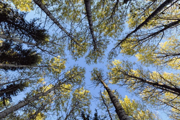 Coroas de árvores e céu azul — Fotografia de Stock