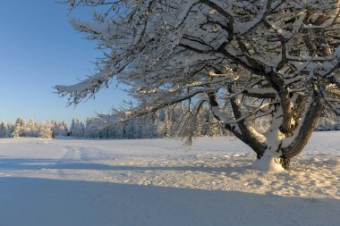 Güzel kış manzarası