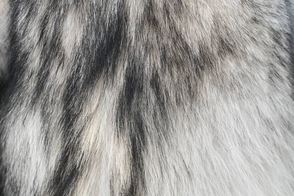 Fourrure de loup. Fourrure de loup texture gros plan — Photo