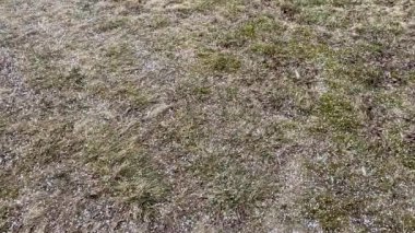 İlkbaharda çimenlere dolu düşer