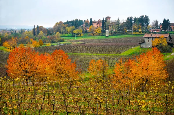 Collio vína regionu Friuli Venezia Giulia, Itálie — Stock fotografie