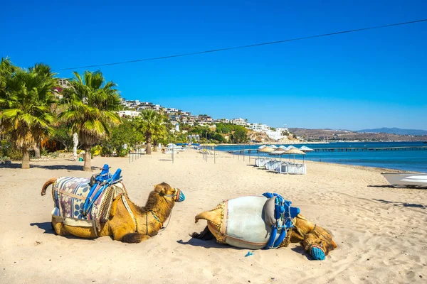 Stranden Camel i Bitez, Bodrum, Turkiet — Stockfoto