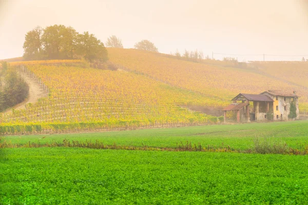 Vineyards of Piedmont in autumn, Italy — Stock Photo, Image