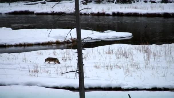Coyote si chiede vicino a un fiume nel Parco Nazionale di Yellowstone, Montana, USA . — Video Stock