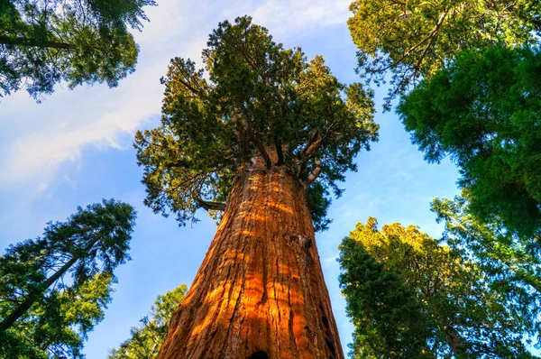 Національний парк Секвоя, Каліфорнія, уса — стокове фото