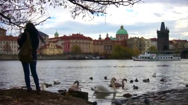 Chica jugando con cisnes en frente del Puente de Carlos, Praga, República Checa . — Vídeo de stock