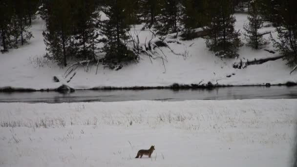 Wild Coyote berburu di Taman Nasional Yellowstone, Montana, Amerika Serikat . — Stok Video