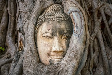 Buda kafası Ayutthaya 'daki Wat Mahathat Tapınağı' nda bodhy ağaç köklerinde sıkıştı. Bangkok Eyaleti, Tayland