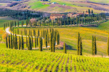 Tuscany, Crete Senesi rural sunset landscape. Countryside farm, cypresses trees, green field, sun light hitting the hill. Siena, Italy.