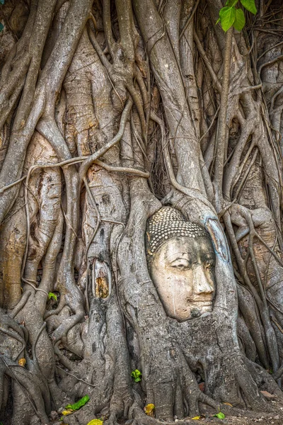 Zabytkowy park Ayutthaya, Bangkok, Tajlandia — Zdjęcie stockowe