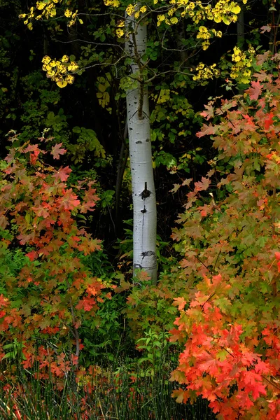 Floresta de Outono Árvores Outono Bétula — Fotografia de Stock
