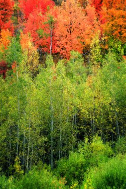 Birch akçaağaç sonbahar sonbahar Orman ağaçları