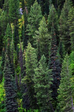 Orman çam ağaçları sonbaharda