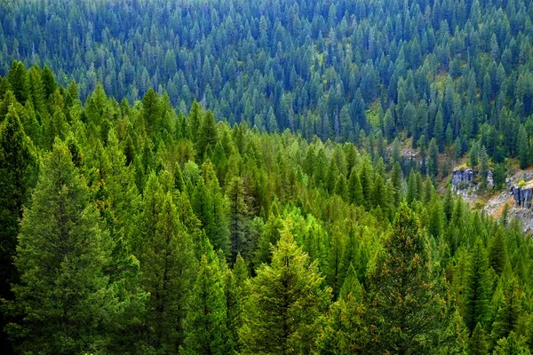 Forest of Pine Trees Stock Photo by ©eric1513 105639384