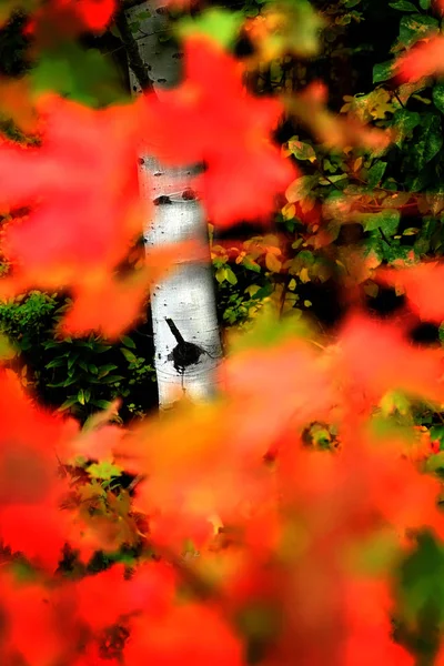 Bosque de otoño árboles de otoño arce de abedul — Foto de Stock