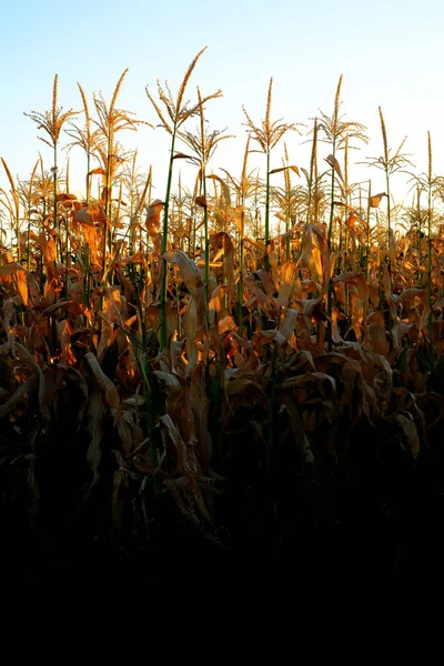 Кукуруза растет стебли Cob ядра готовы к сбору урожая — стоковое фото