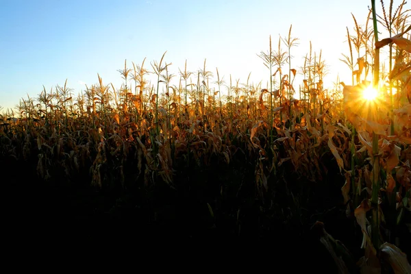 Кукуруза растет стебли Cob ядра готовы к сбору урожая — стоковое фото