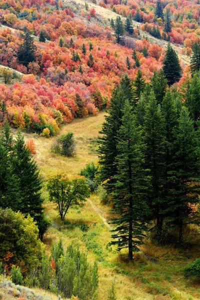 Wald der Herbstbäume — Stockfoto