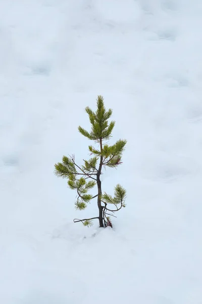 Jeden borovicový strom v sněhu obklopený čistou bílou — Stock fotografie