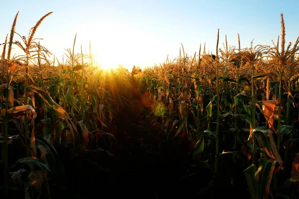 Кукуруза растет стебли Cob ядра готовы к сбору урожая — стоковое фото