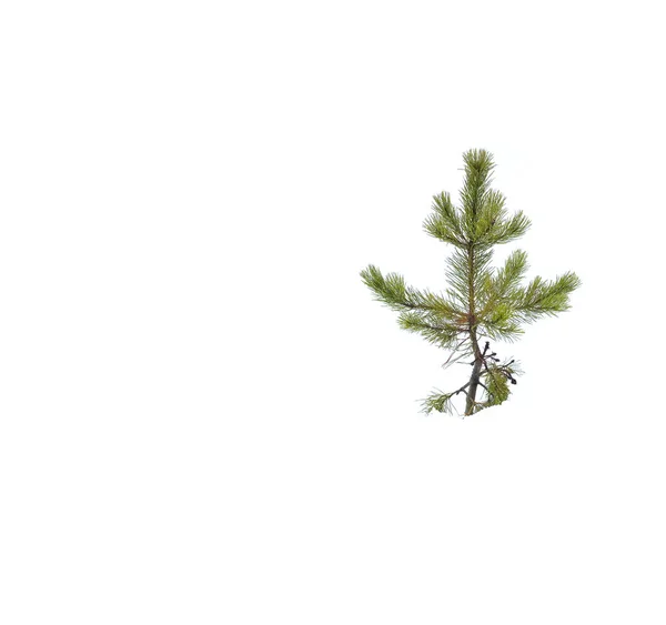 Pine Tree Isolated in Snow Winter White — Stock Photo, Image