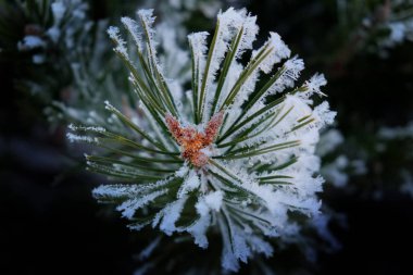 Üzerlerinde Donmuş Kar ve Kar Taneleri ile Çam İğneler