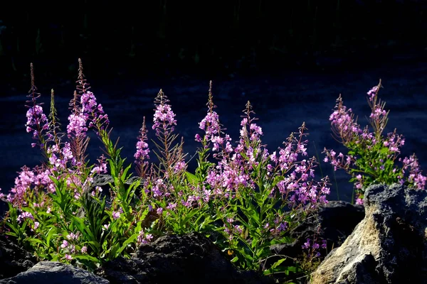 Césped salvaje verde y flores Crecimiento — Foto de Stock