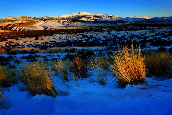 Zimní slunce sníh na horských a štětec — Stock fotografie