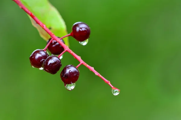 Raindrops and Rain on Plants Berry