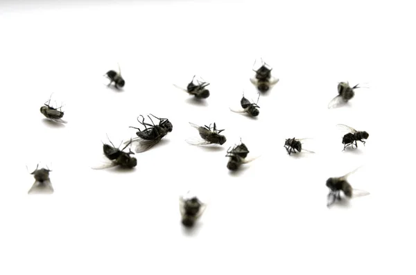 Dead Flies Insects Many Several With Legs in Air — стоковое фото