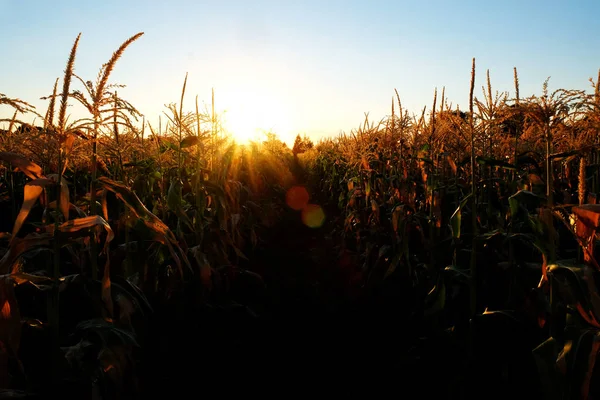 Mais in coltivazione sul campo per l'alimentazione dei cereali — Foto Stock