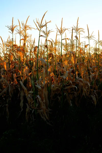 Mais in coltivazione sul campo per l'alimentazione dei cereali — Foto Stock