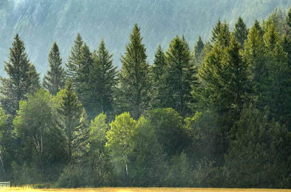 Kiefernwald während des Regensturms üppige Bäume — Stockfoto