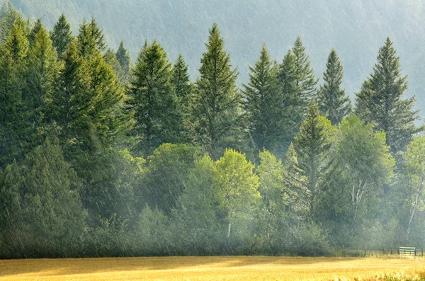 Kiefernwald während des Regensturms üppige Bäume — Stockfoto