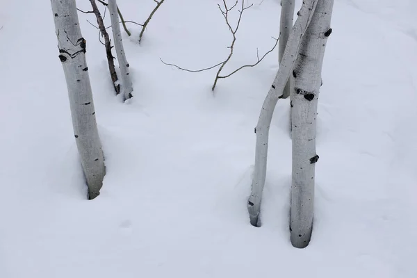 Aspen björkar i vinter snö — Stockfoto