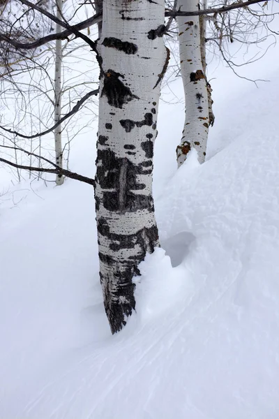冬の雪の樺の木アスペン — ストック写真
