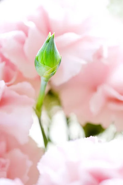 Flores vaso mesa buquê Primavera Bud — Fotografia de Stock