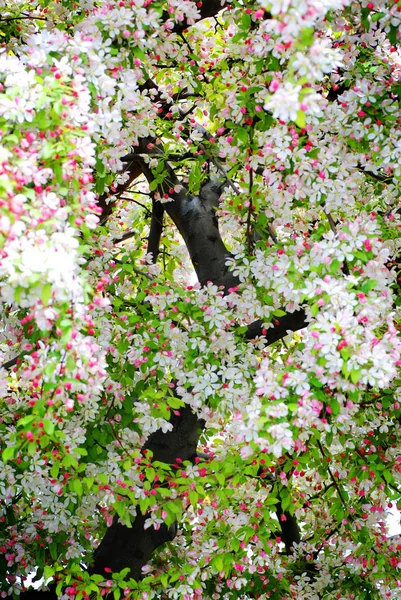 Rosa und weiße Blüten am Kirschbaum im Frühling — Stockfoto