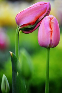 Bahar Lale bahçesinde taze yeni büyüme için