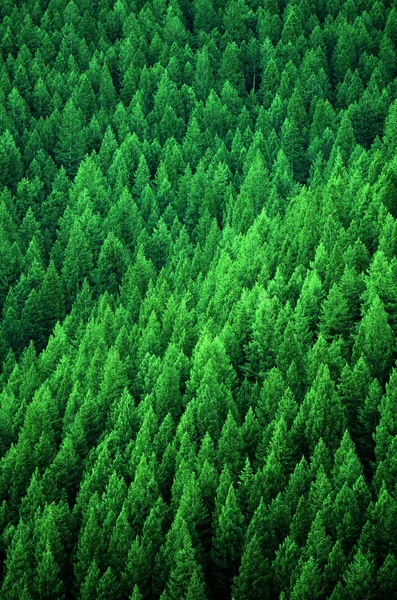 Леса сосновых деревьев в диких горах — стоковое фото