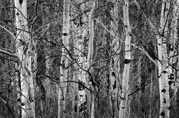 Vidoeiro Árvores Aspen em troncos de árvores nuas de outono — Fotografia de Stock
