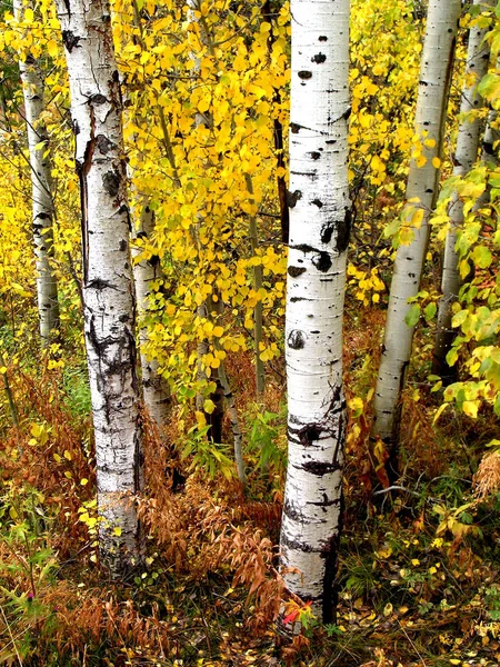 Val berkenbomen met Herfstbladeren op achtergrond — Stockfoto